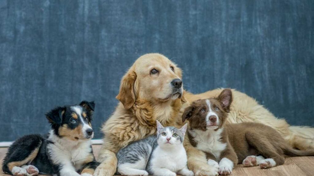 Feira de adoção de cães e gatos Lauro de Freitas