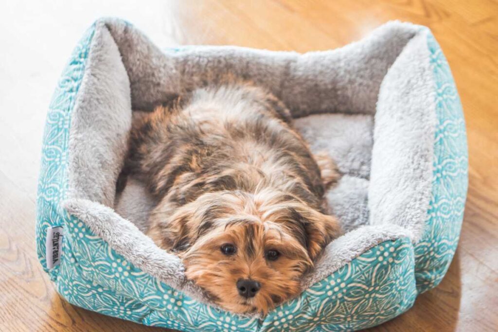 O que considerar ao escolher a cama ideal para pets de diferentes portes
