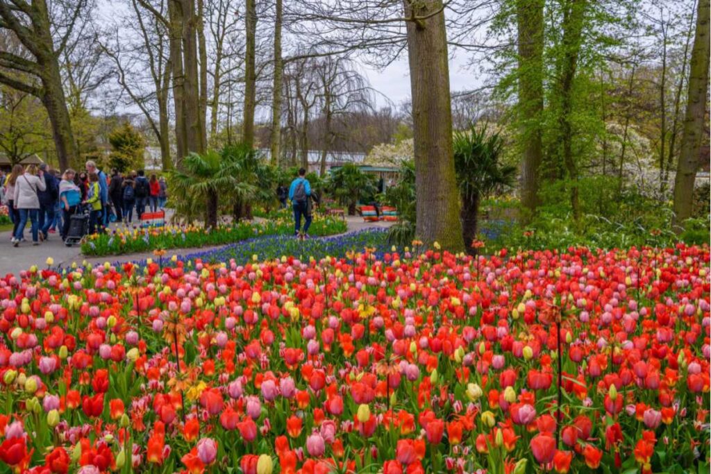 Keukenhof com mais tranquilidade: como fugir do excesso de visitantes na época das tulipas Keukenhof com mais tranquilidade: como fugir do excesso de visitantes na época das tulipas